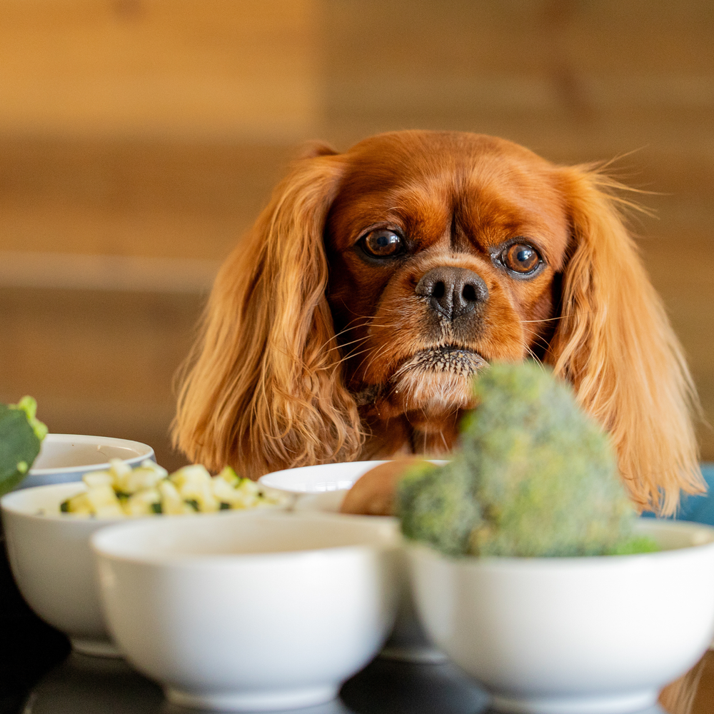 Personalised Recipe for Your Adult Healthy Dog